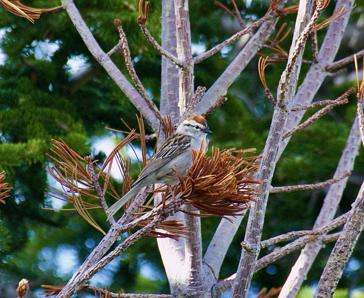 Chipping Sparrow - ML620815280