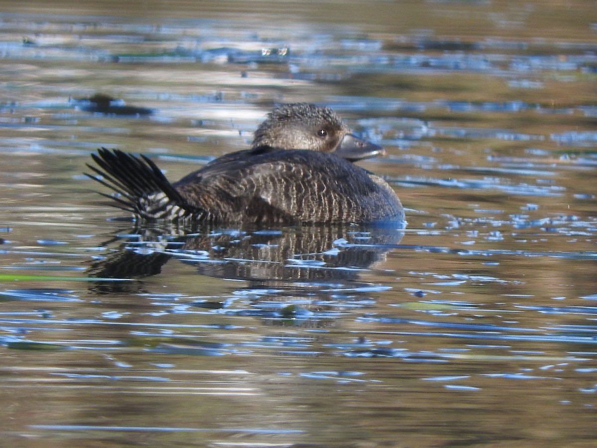 Musk Duck - ML620815282