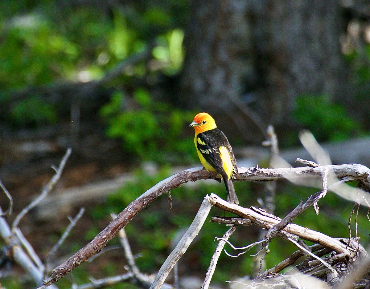 Western Tanager - ML620815283