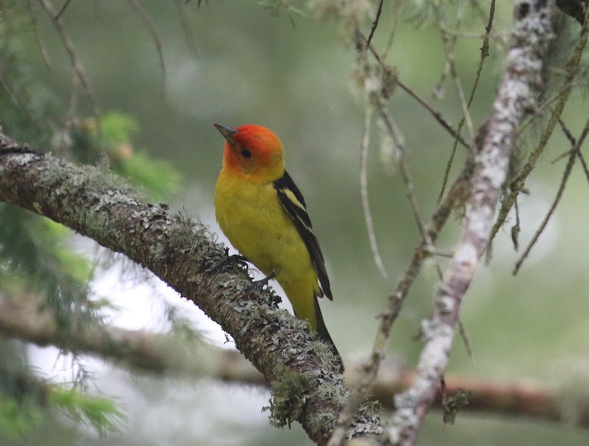Western Tanager - ML620815284
