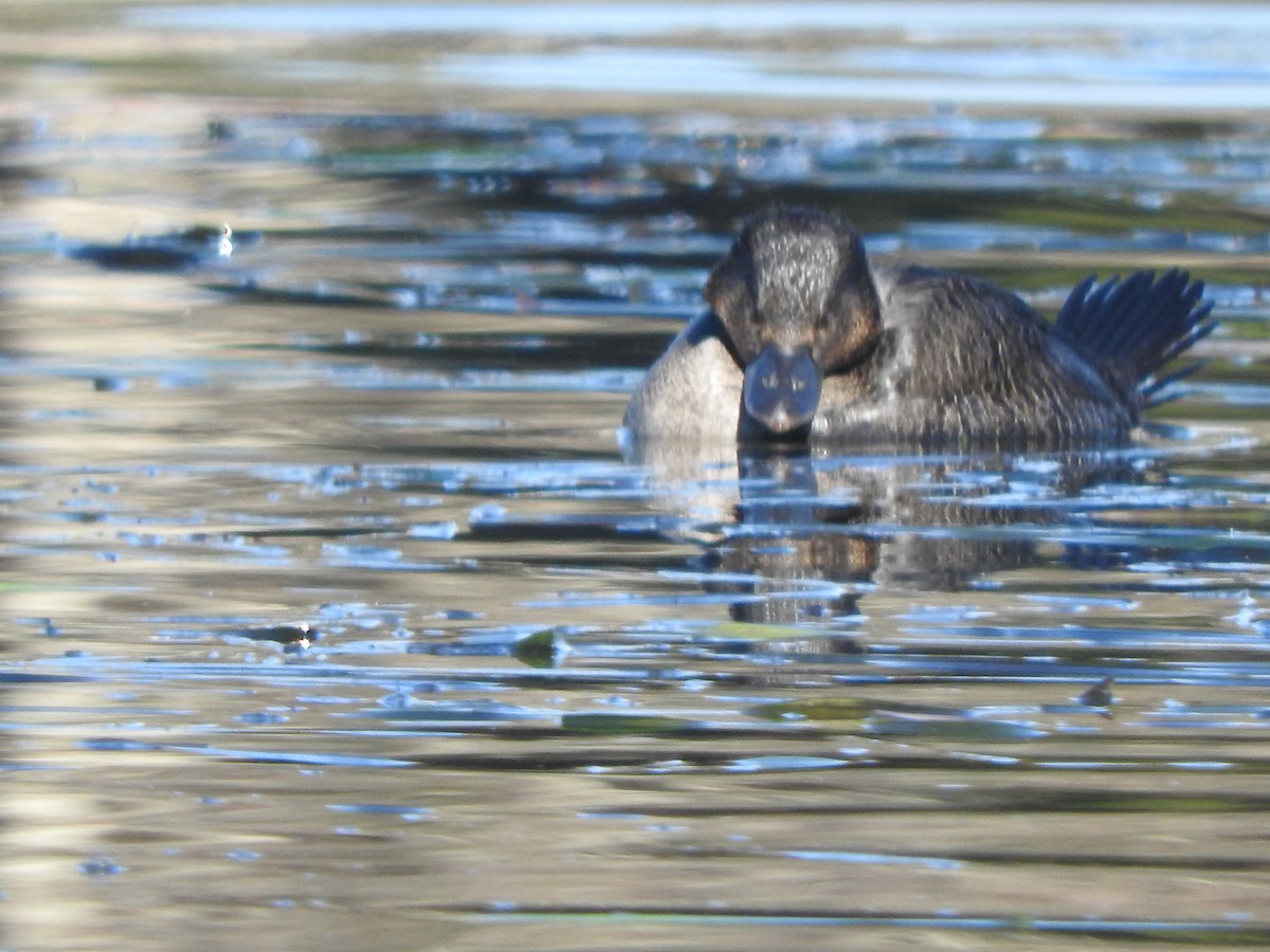 Musk Duck - ML620815285