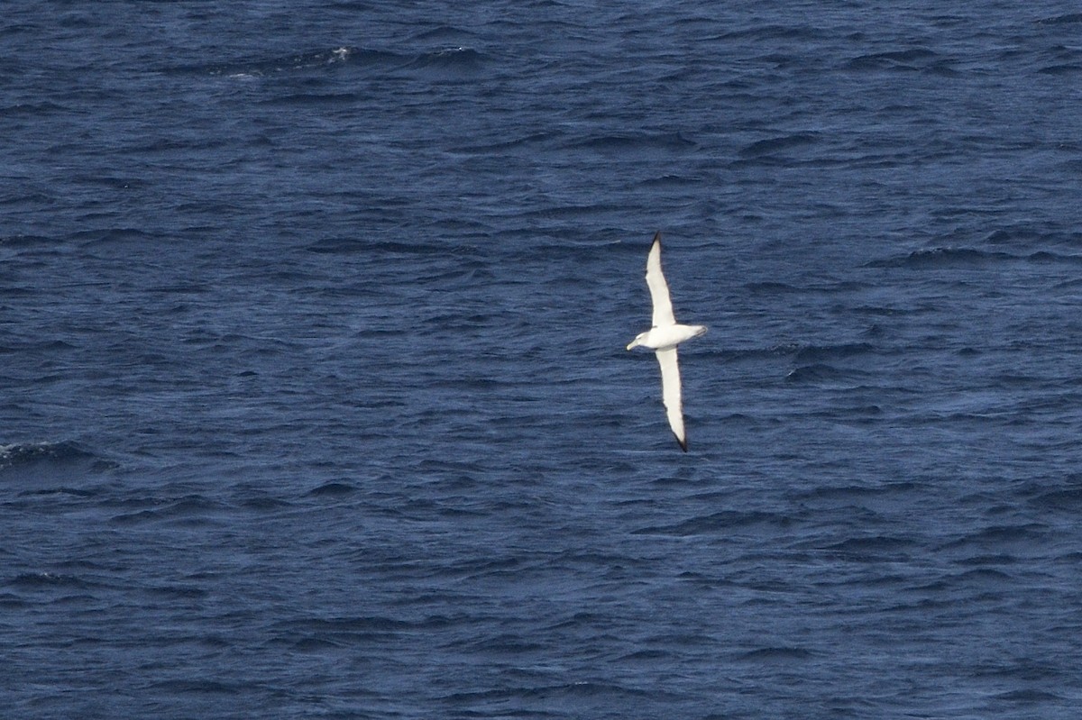 albatros šelfový - ML620815286