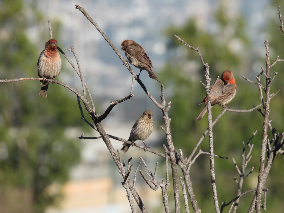 House Finch - ML620815287