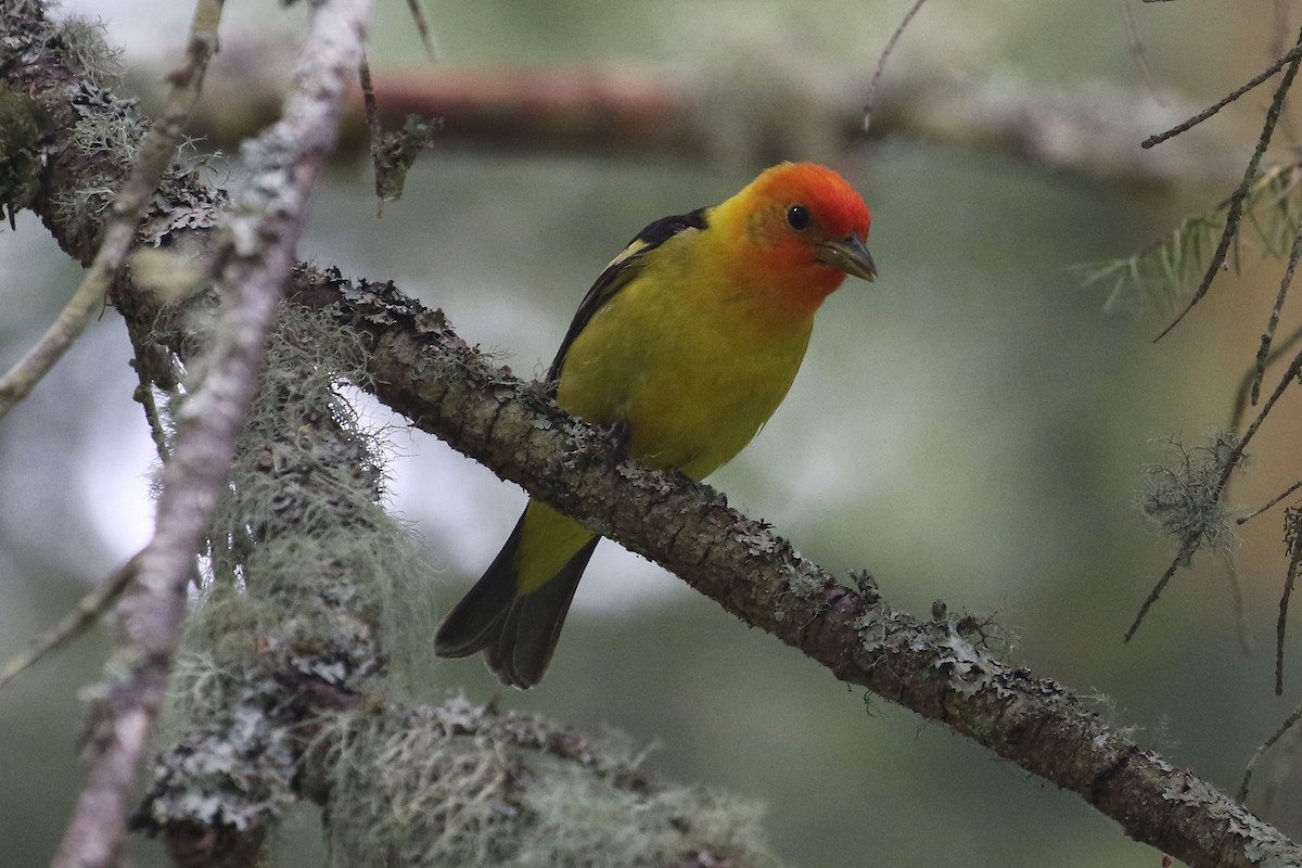 Western Tanager - ML620815294