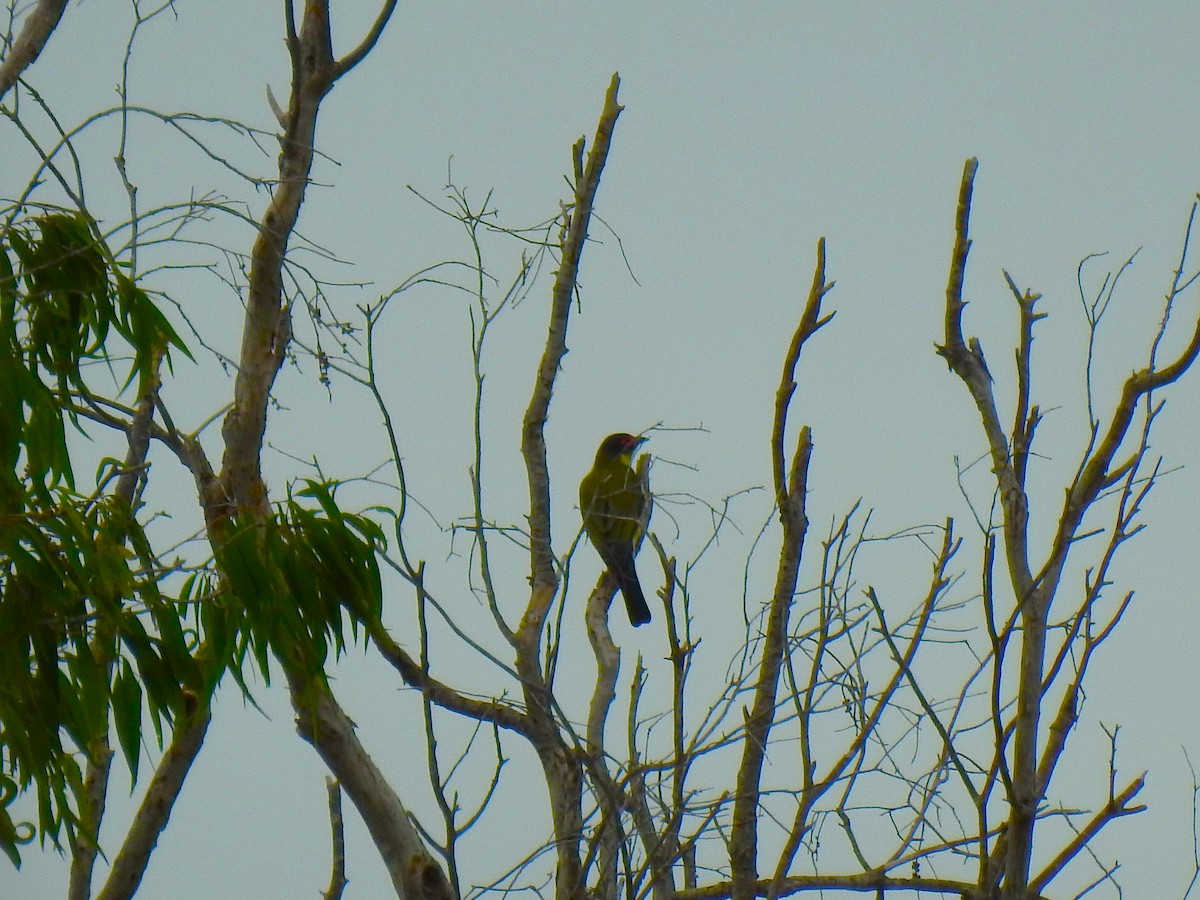 Australasian Figbird - ML620815295