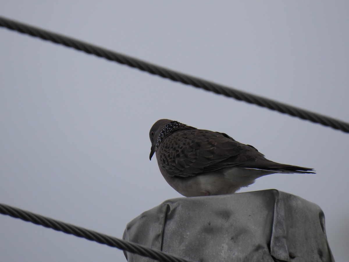 Spotted Dove - ML620815297