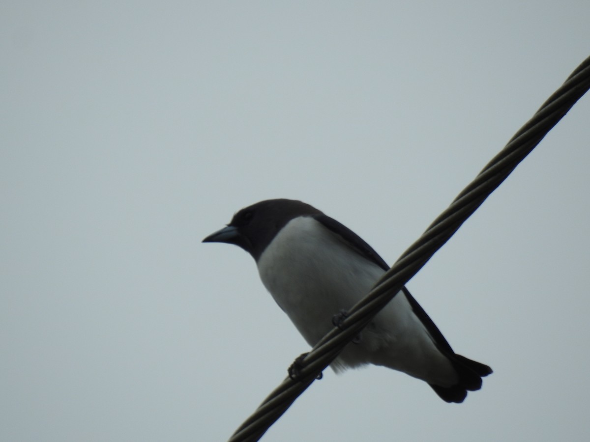 White-breasted Woodswallow - ML620815298