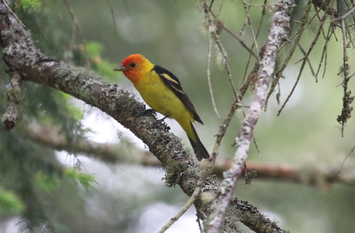 Western Tanager - ML620815299