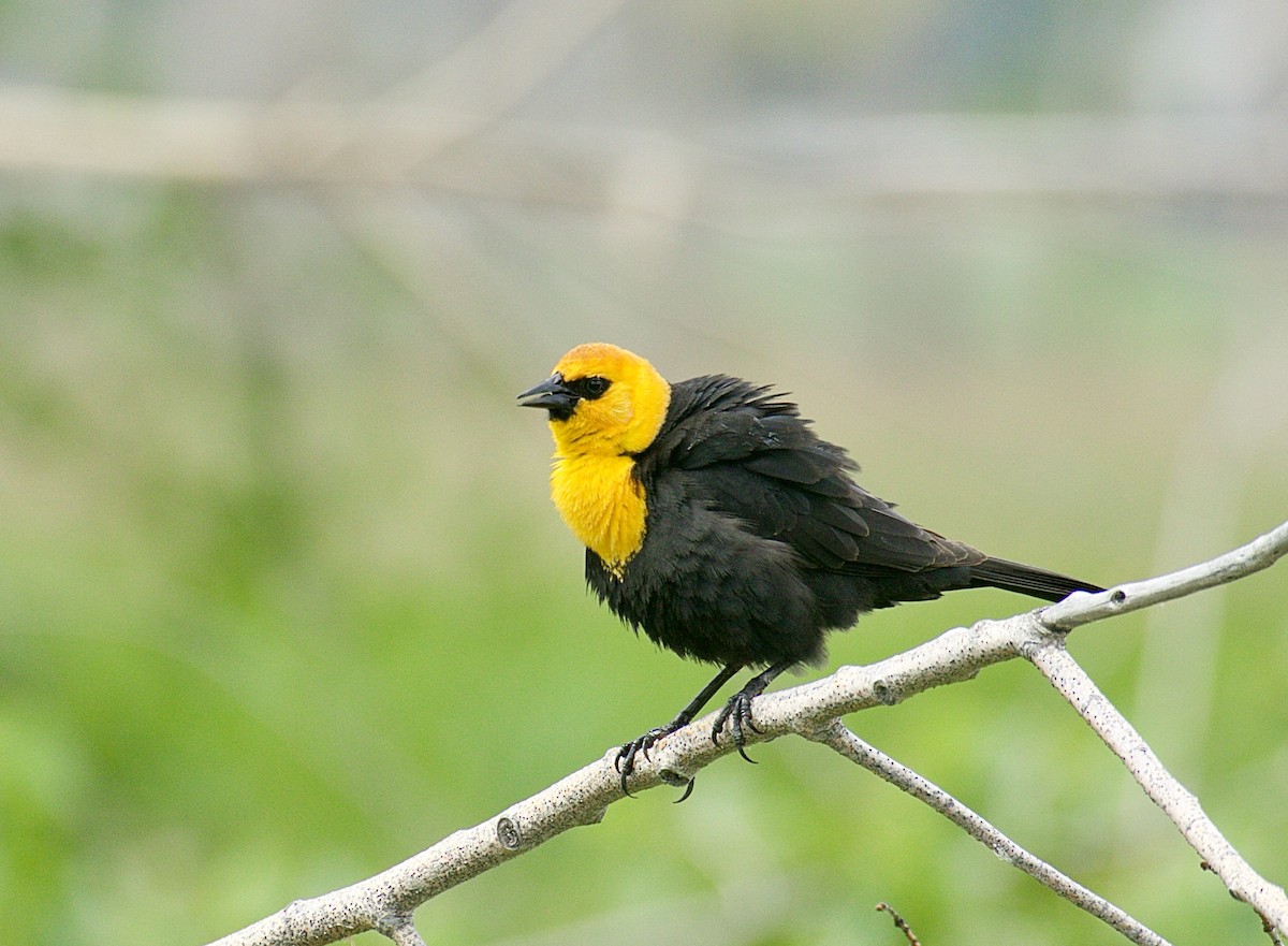 Yellow-headed Blackbird - ML620815308