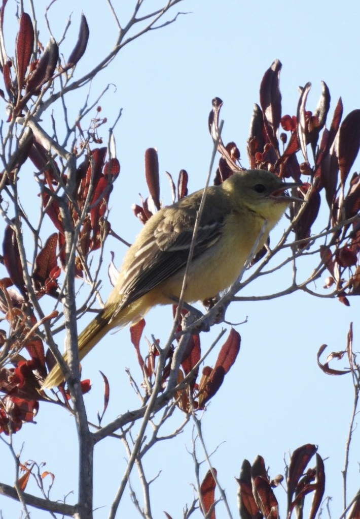 Hooded Oriole - ML620815328