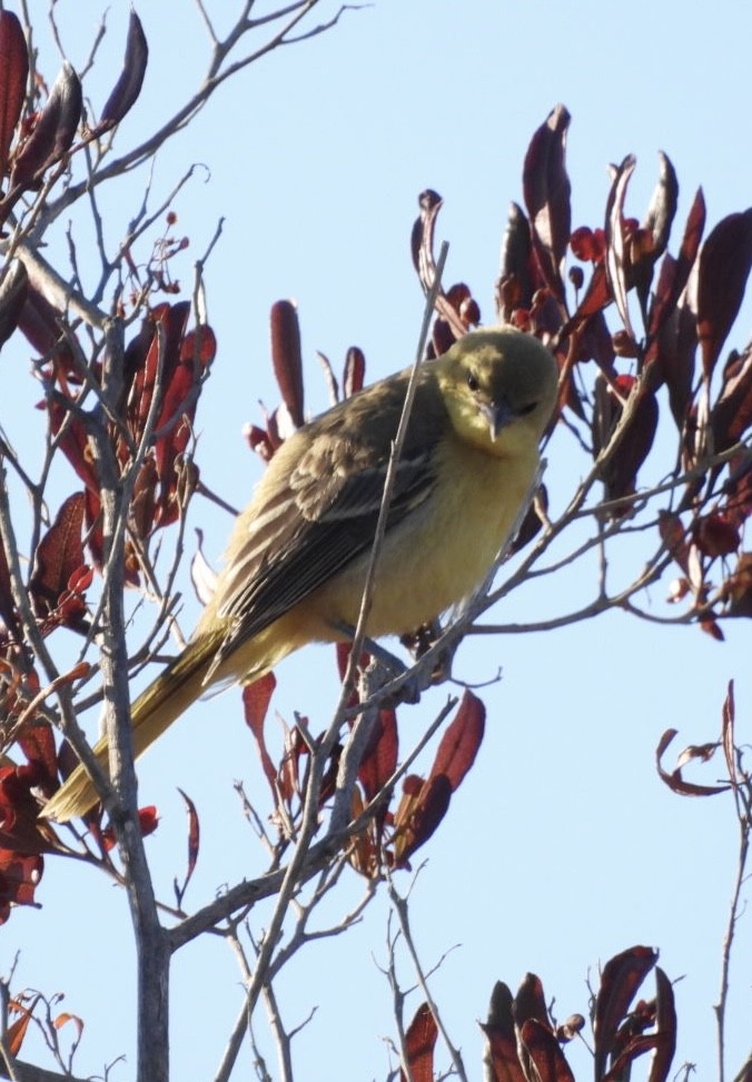Hooded Oriole - ML620815329