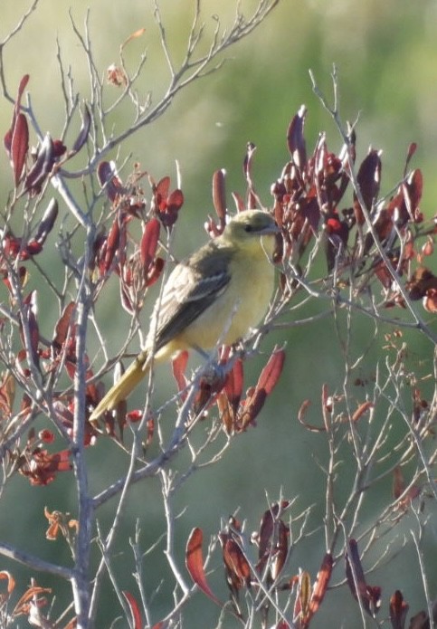 Hooded Oriole - ML620815330