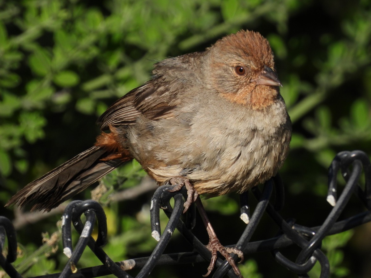 California Towhee - ML620815334