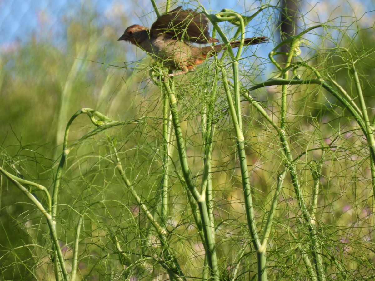 California Towhee - ML620815335