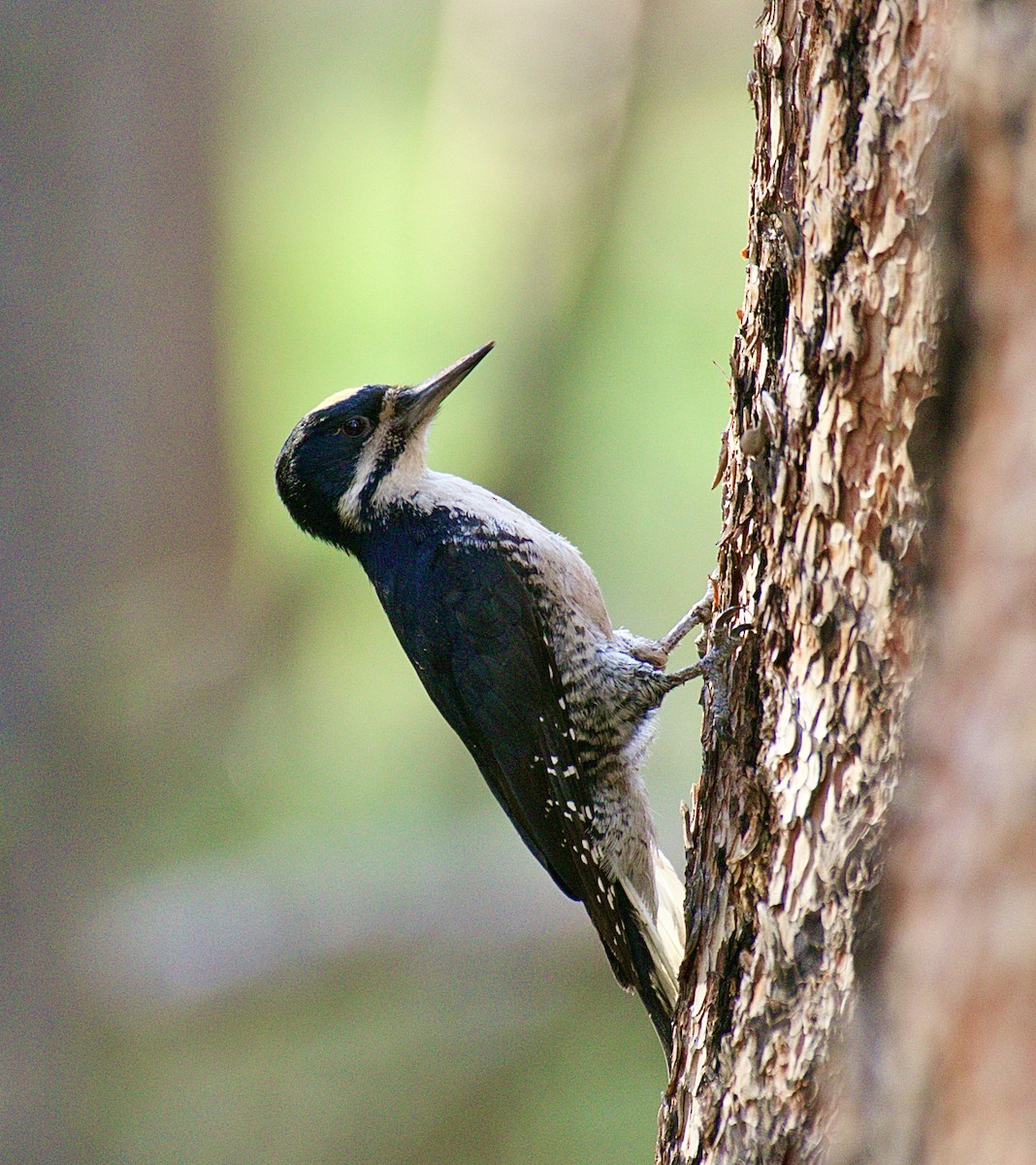 Black-backed Woodpecker - Junco Bullick