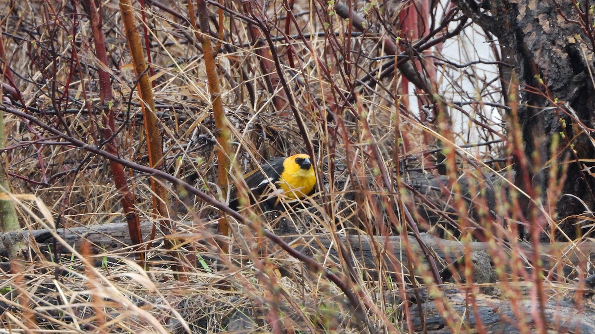Yellow-headed Blackbird - ML620815349