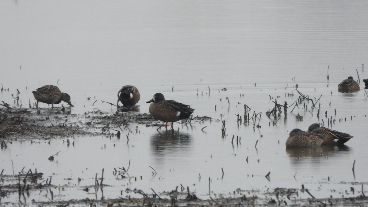 Blue-winged Teal - ML620815385