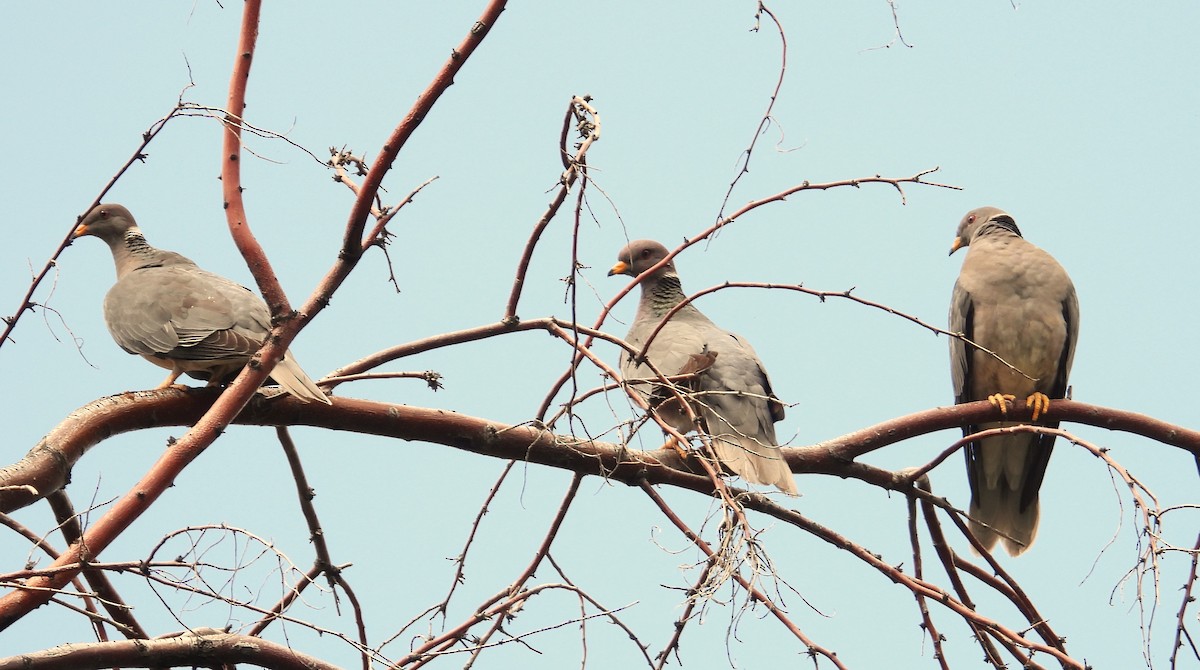 Band-tailed Pigeon - ML620815387