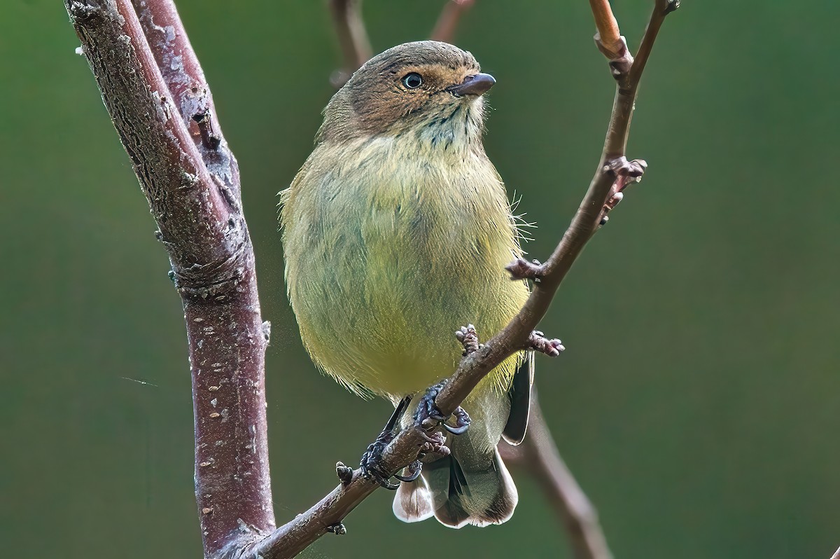 Weebill - ML620815407