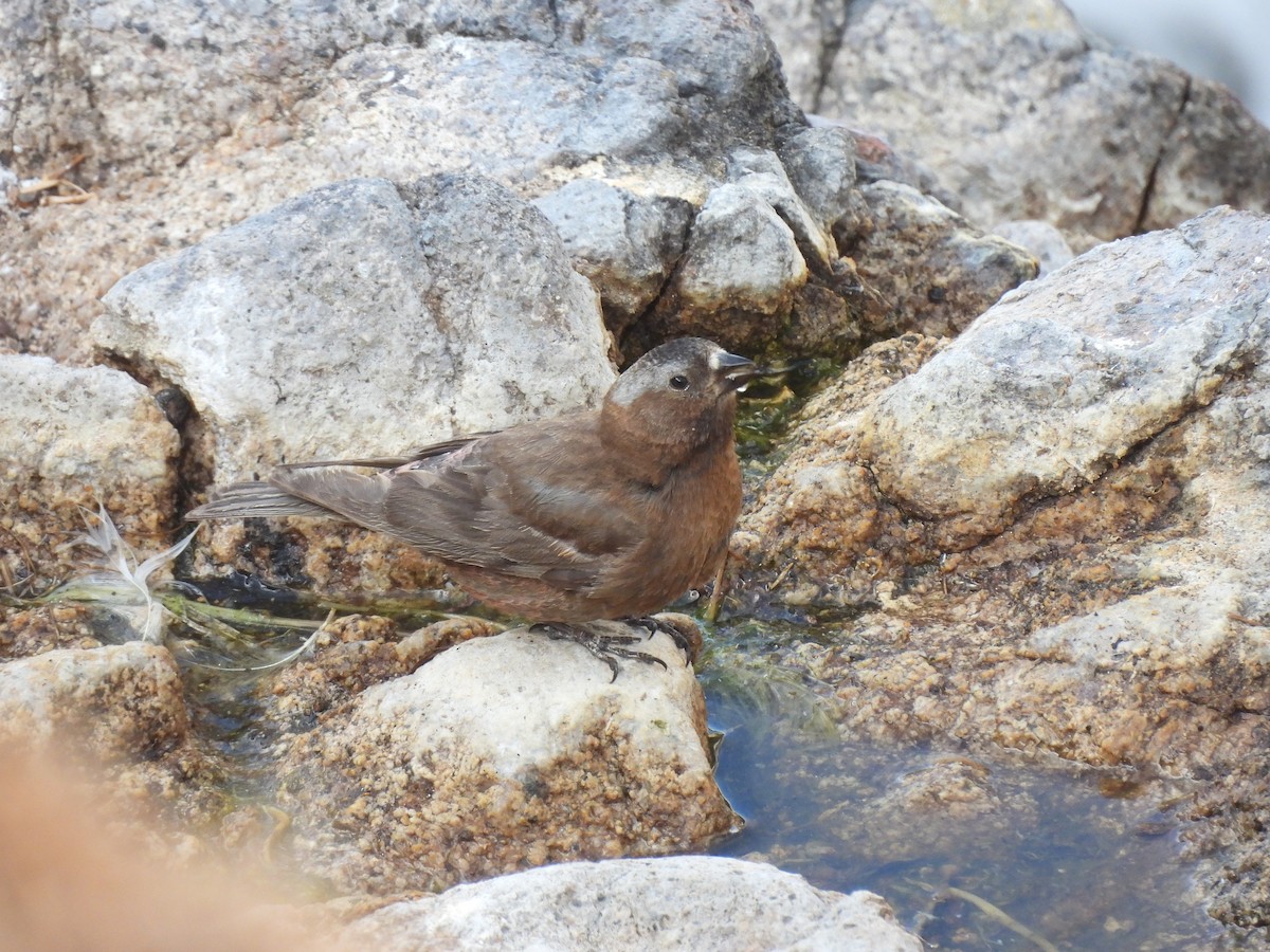 Gray-crowned Rosy-Finch - Jason Talbott