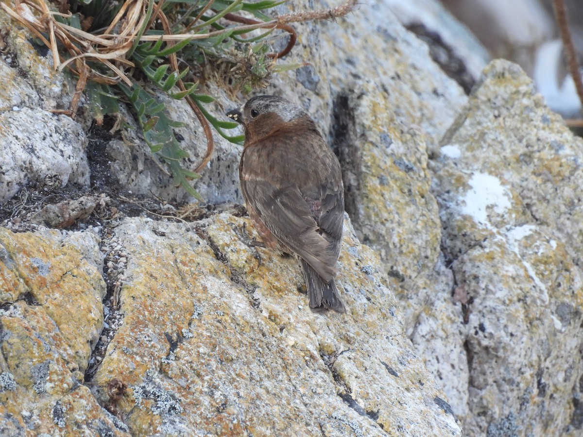 Gray-crowned Rosy-Finch - ML620815416