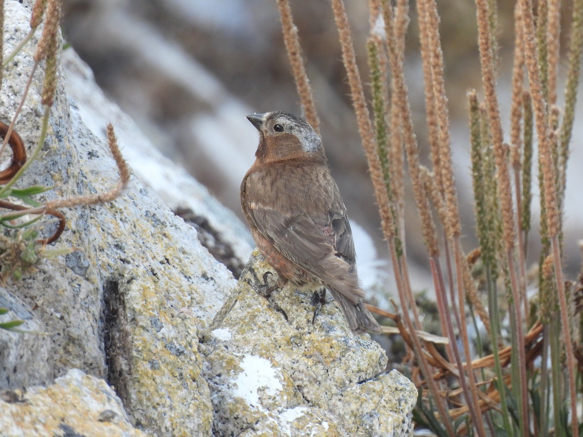 Gray-crowned Rosy-Finch - ML620815417