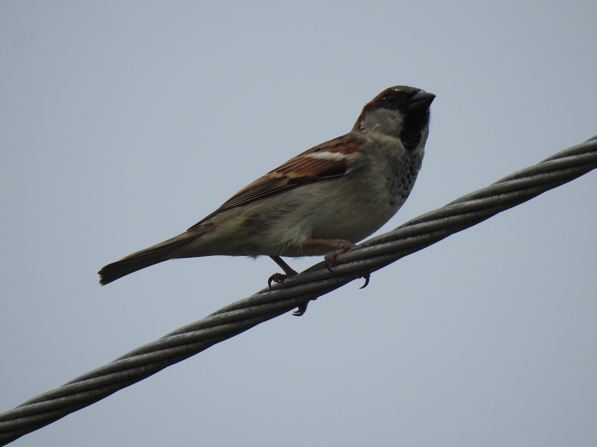 House Sparrow - ML620815461