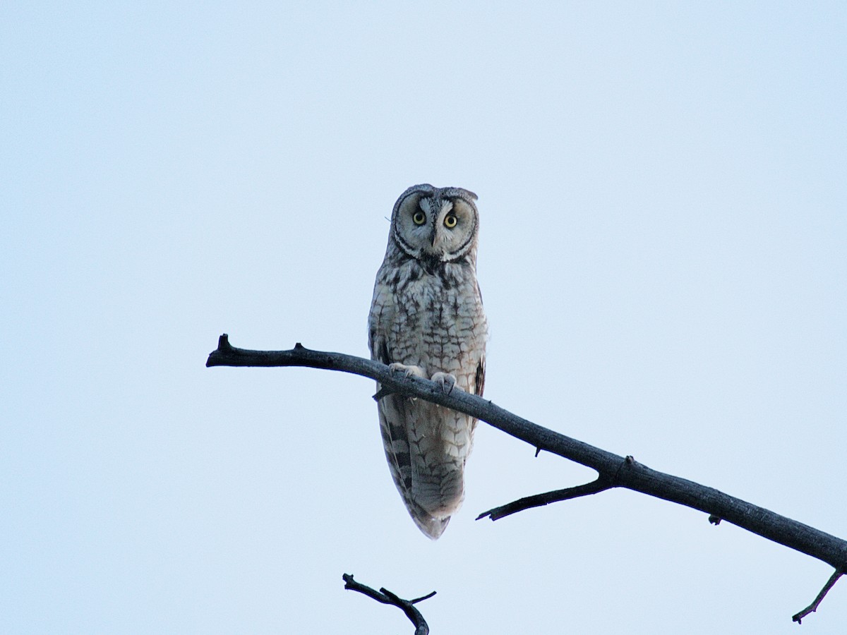 Long-eared Owl - ML620815480