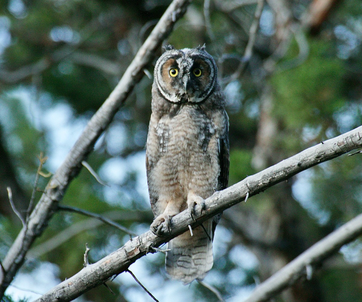 Long-eared Owl - ML620815482