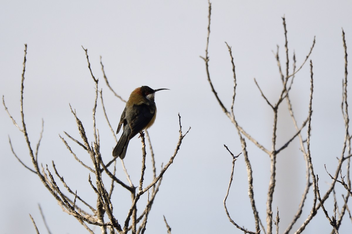 Eastern Spinebill - ML620815508