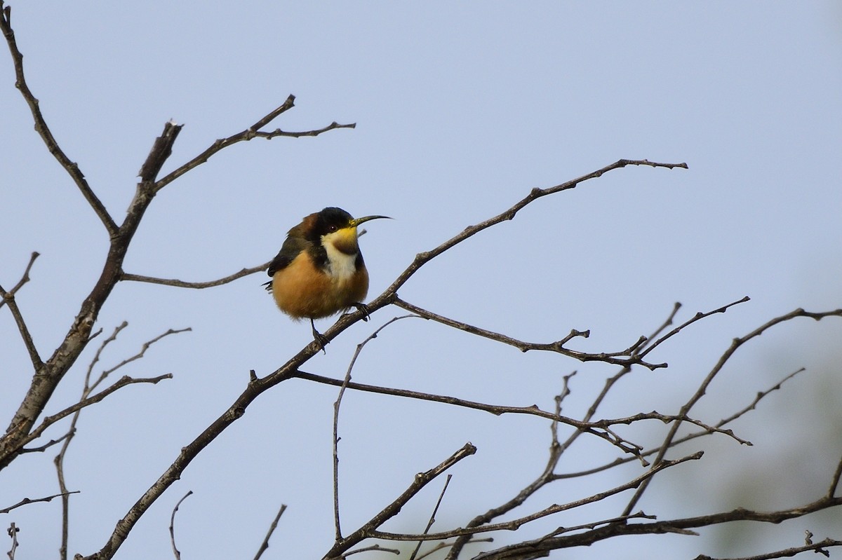 Eastern Spinebill - ML620815510