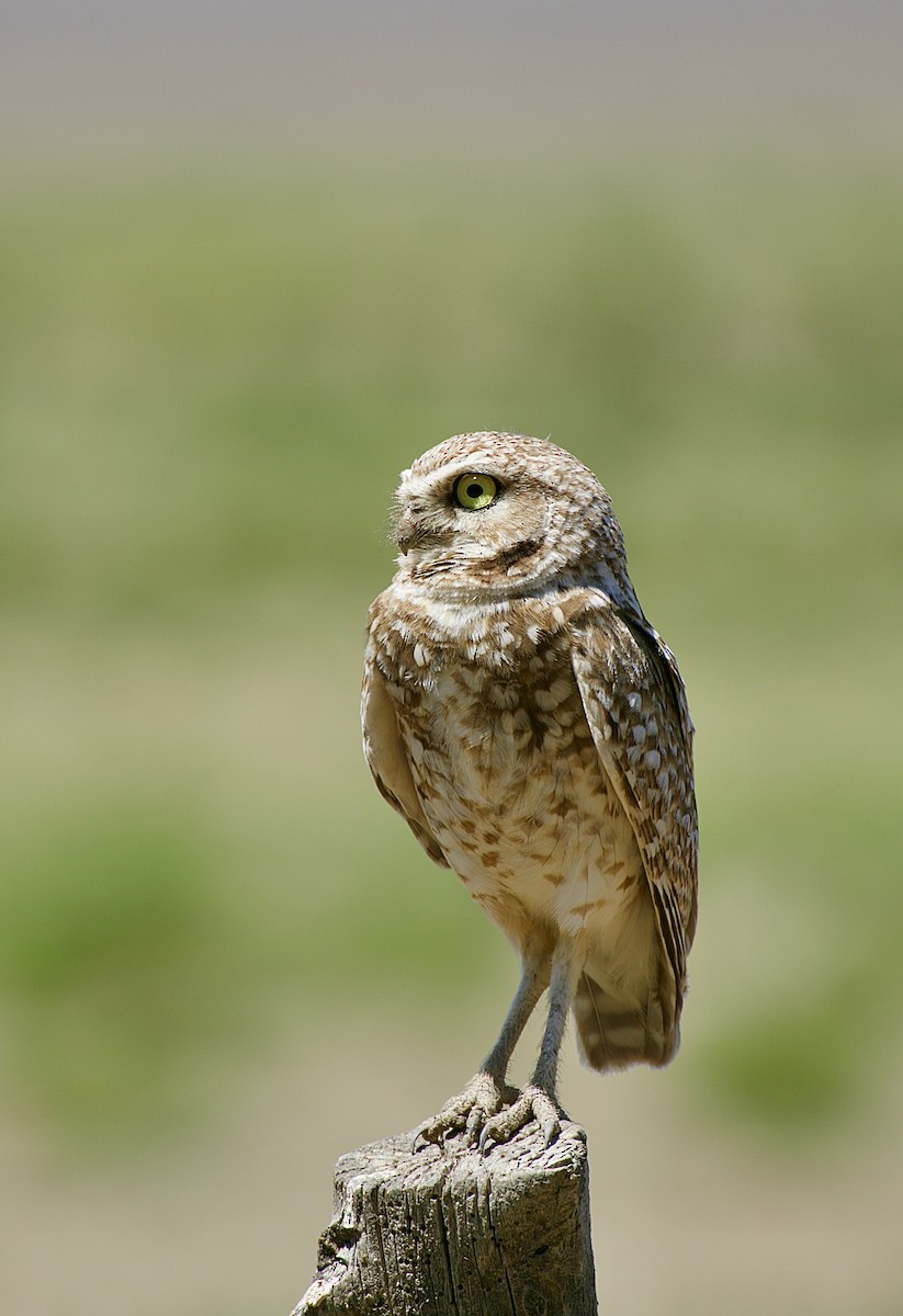 Burrowing Owl - ML620815530
