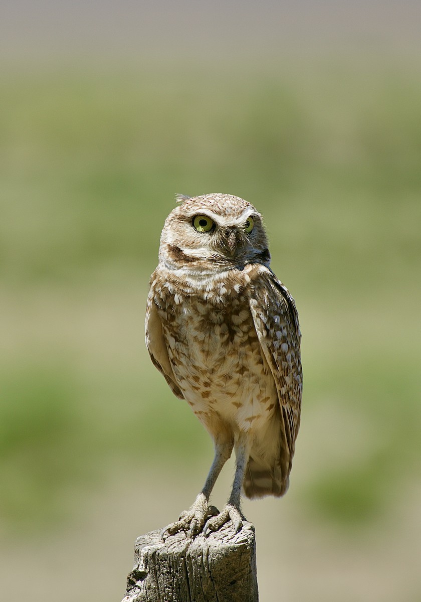 Burrowing Owl - ML620815538