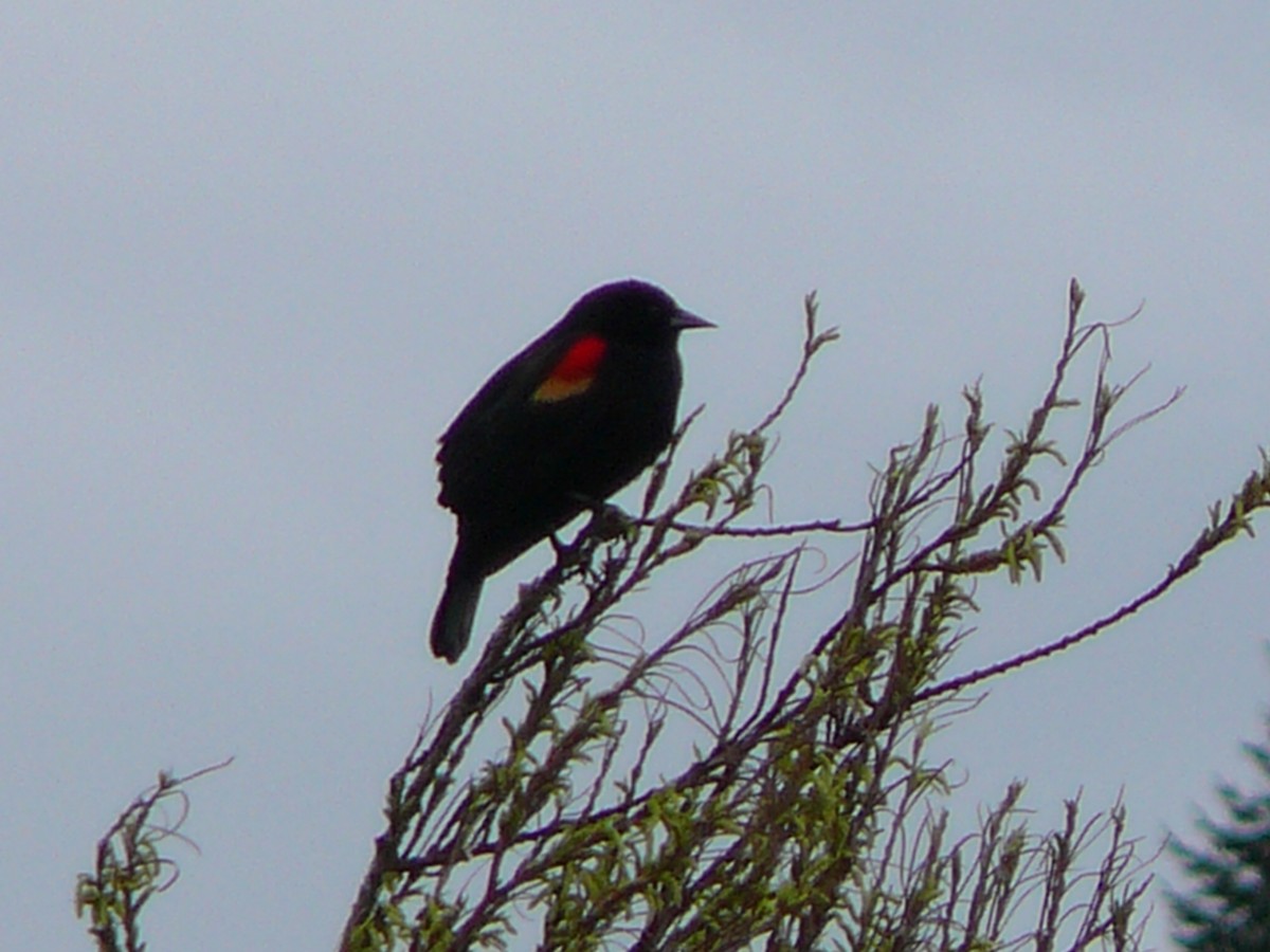 Red-winged Blackbird - ML620815540