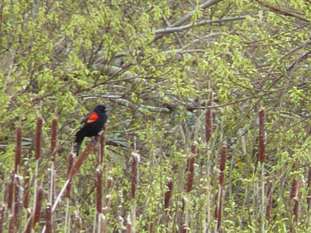Red-winged Blackbird - ML620815541