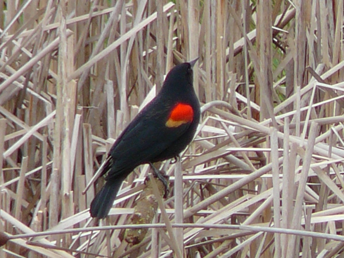 Red-winged Blackbird - ML620815542