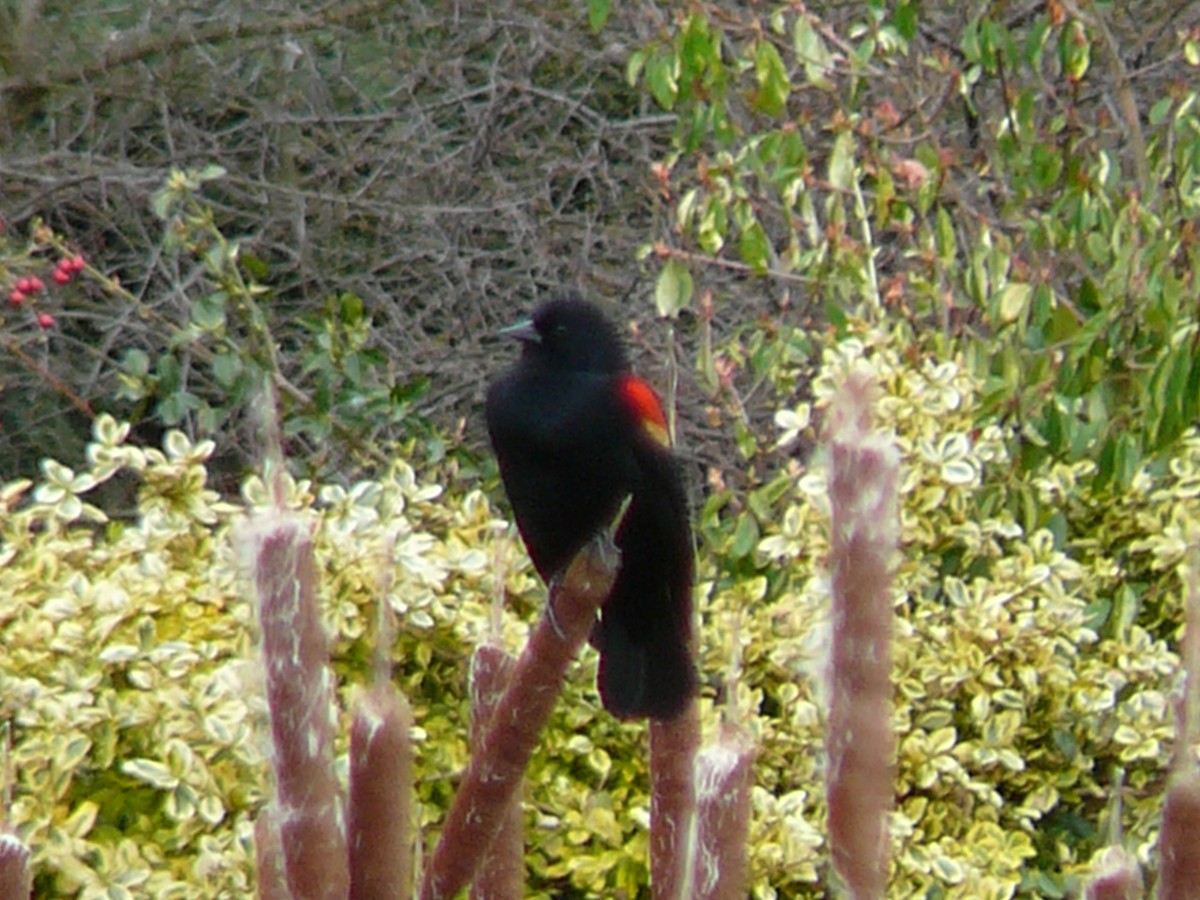 Red-winged Blackbird - ML620815543