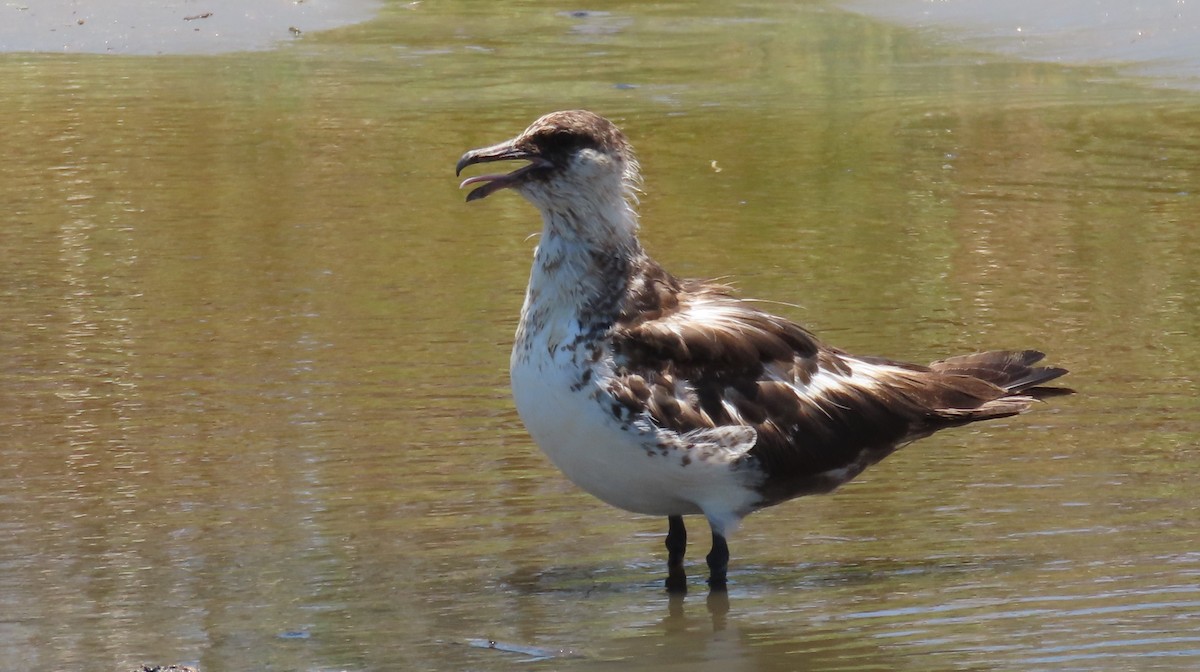 Págalo Pomarino - ML620815548