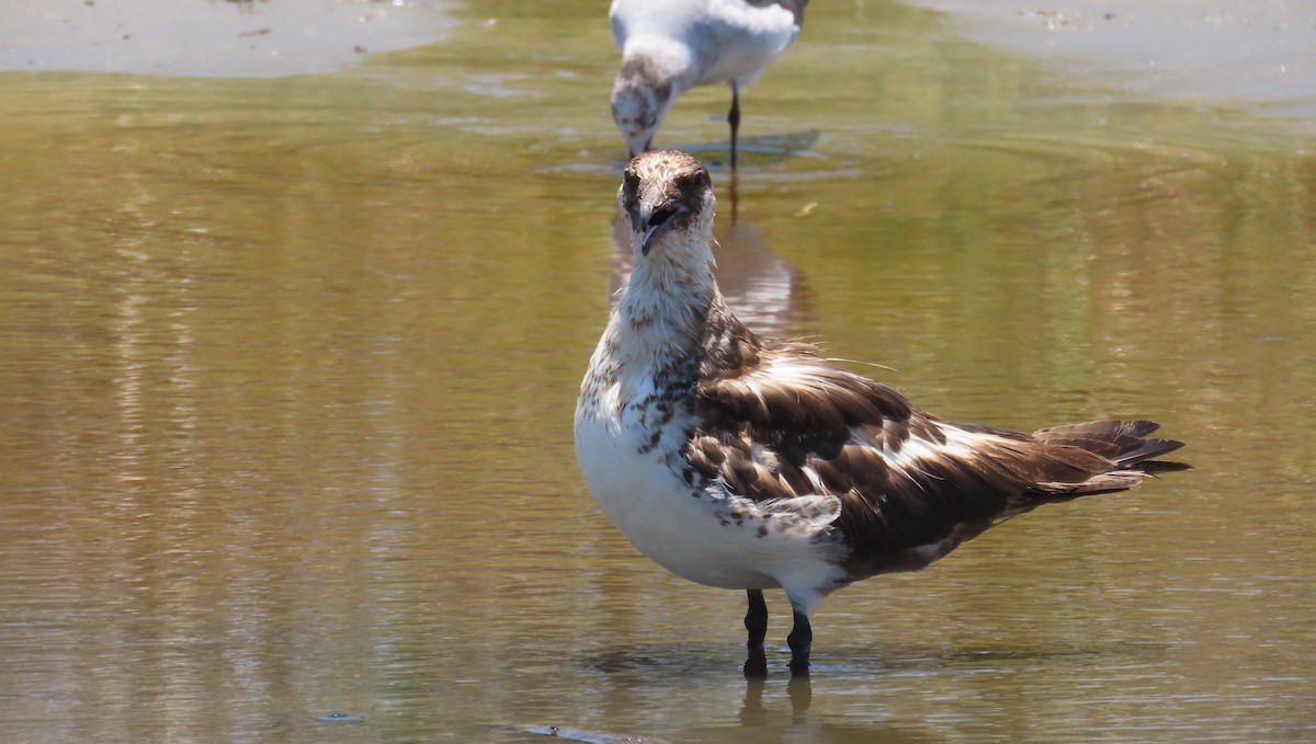 Págalo Pomarino - ML620815552