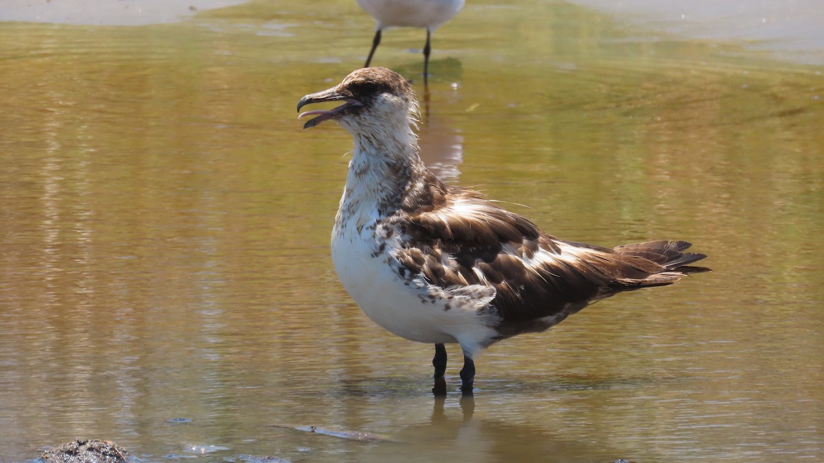 Págalo Pomarino - ML620815553