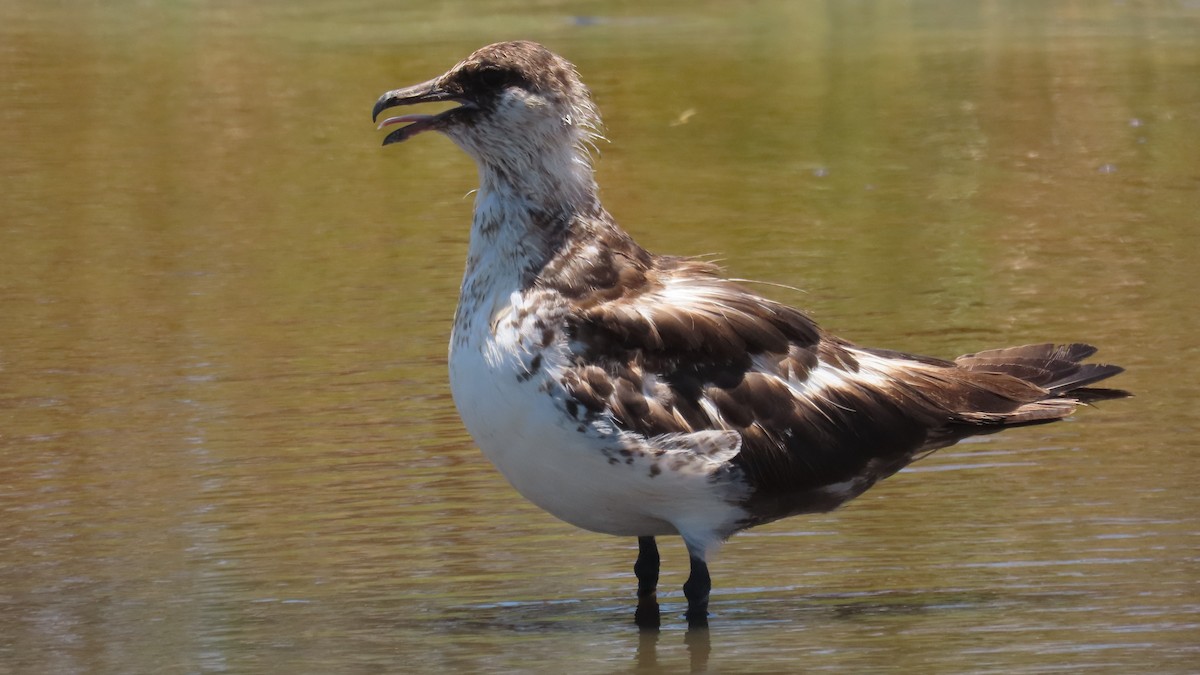 Págalo Pomarino - ML620815554