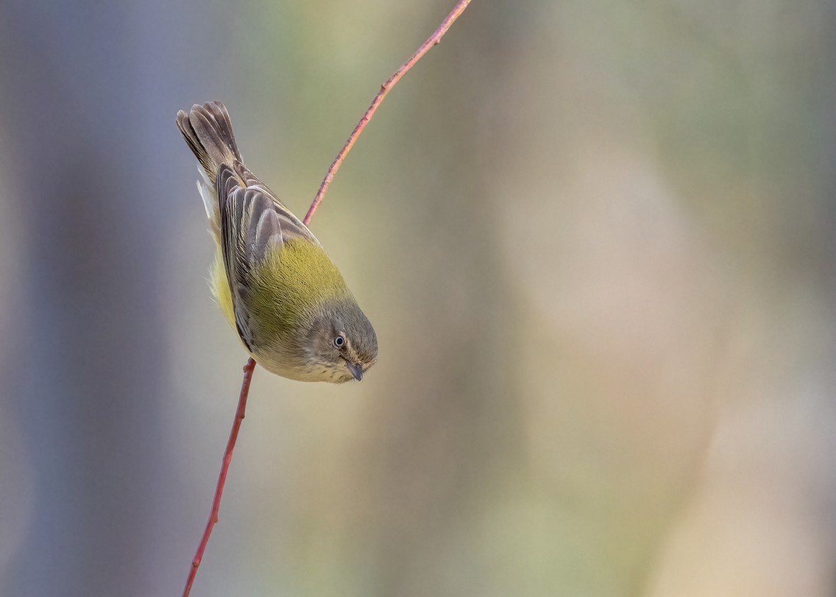 Weebill - ML620815562