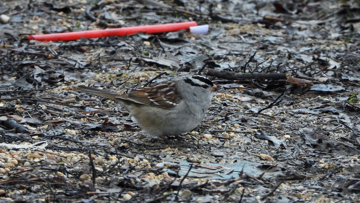 White-crowned Sparrow - ML620815585
