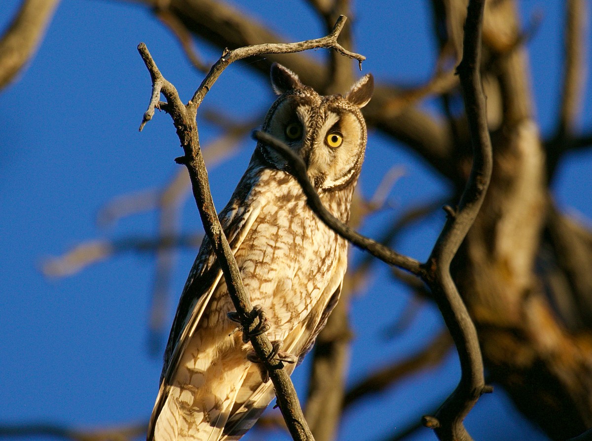 Long-eared Owl - ML620815597
