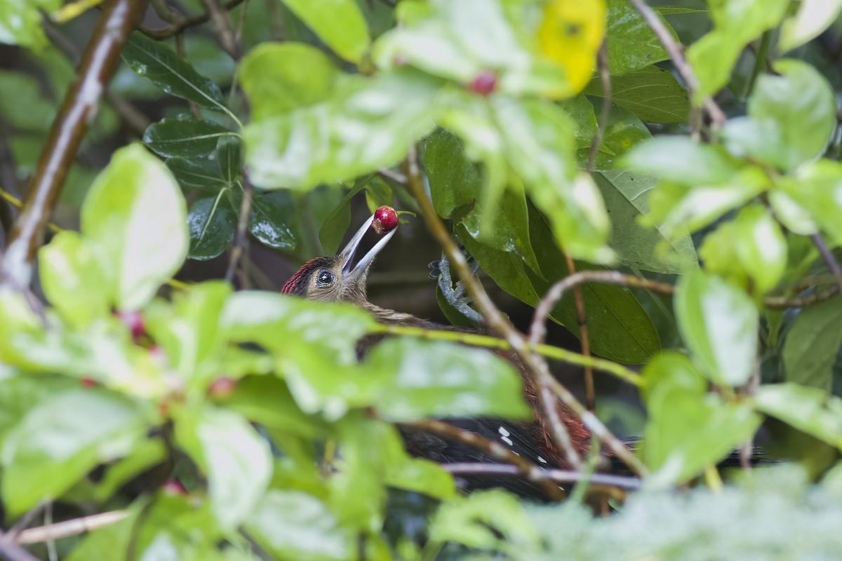 Okinawa Woodpecker - ML620815618