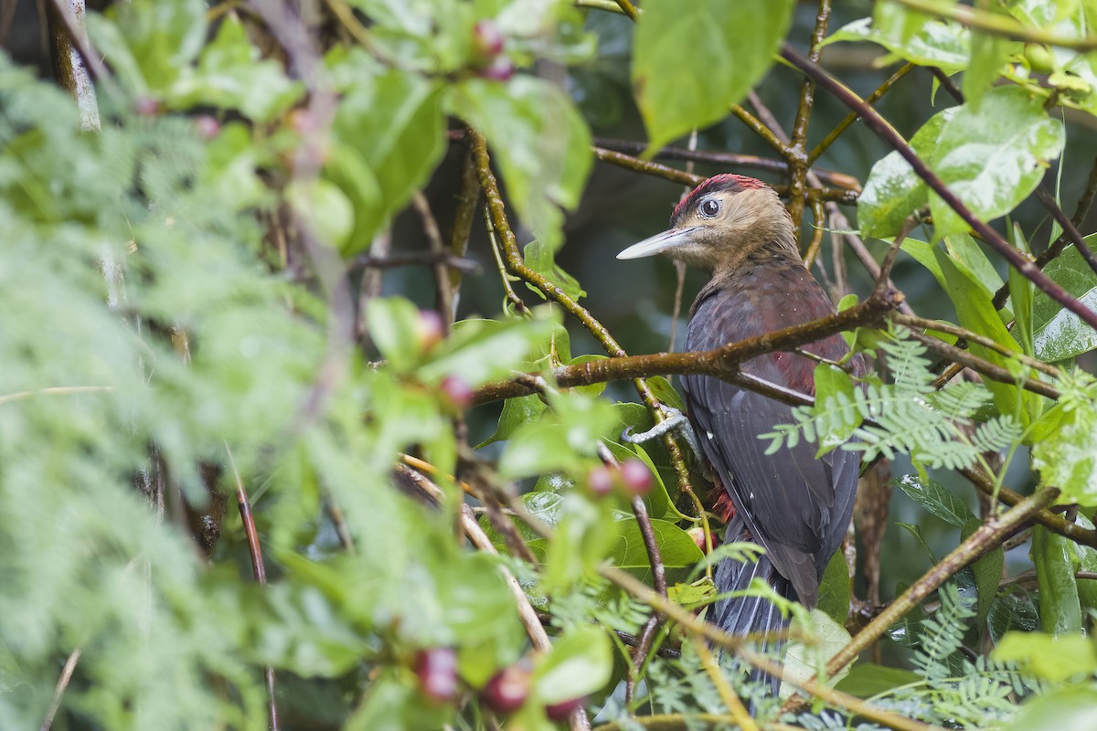 Okinawa Woodpecker - ML620815620