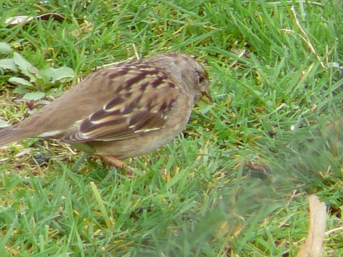 Golden-crowned Sparrow - ML620815630