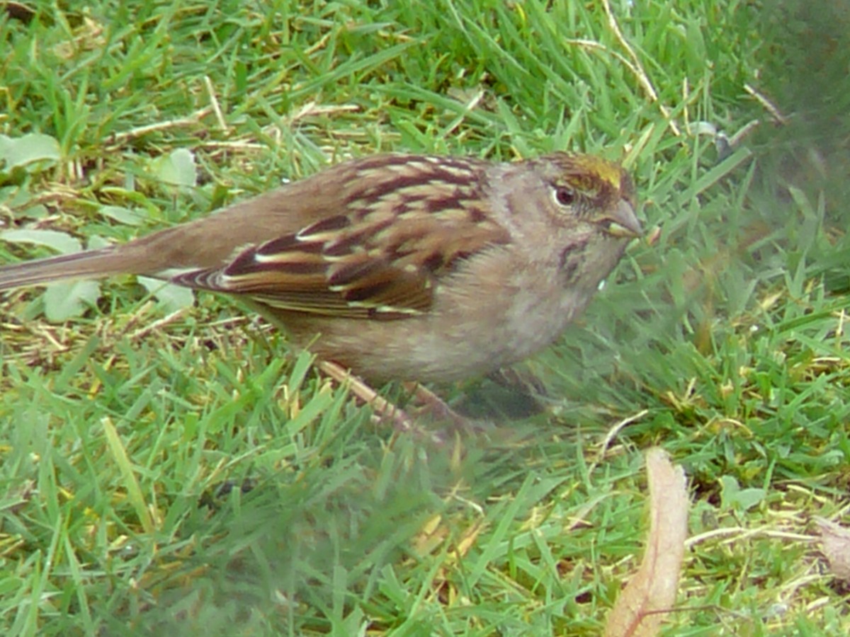 Golden-crowned Sparrow - ML620815631