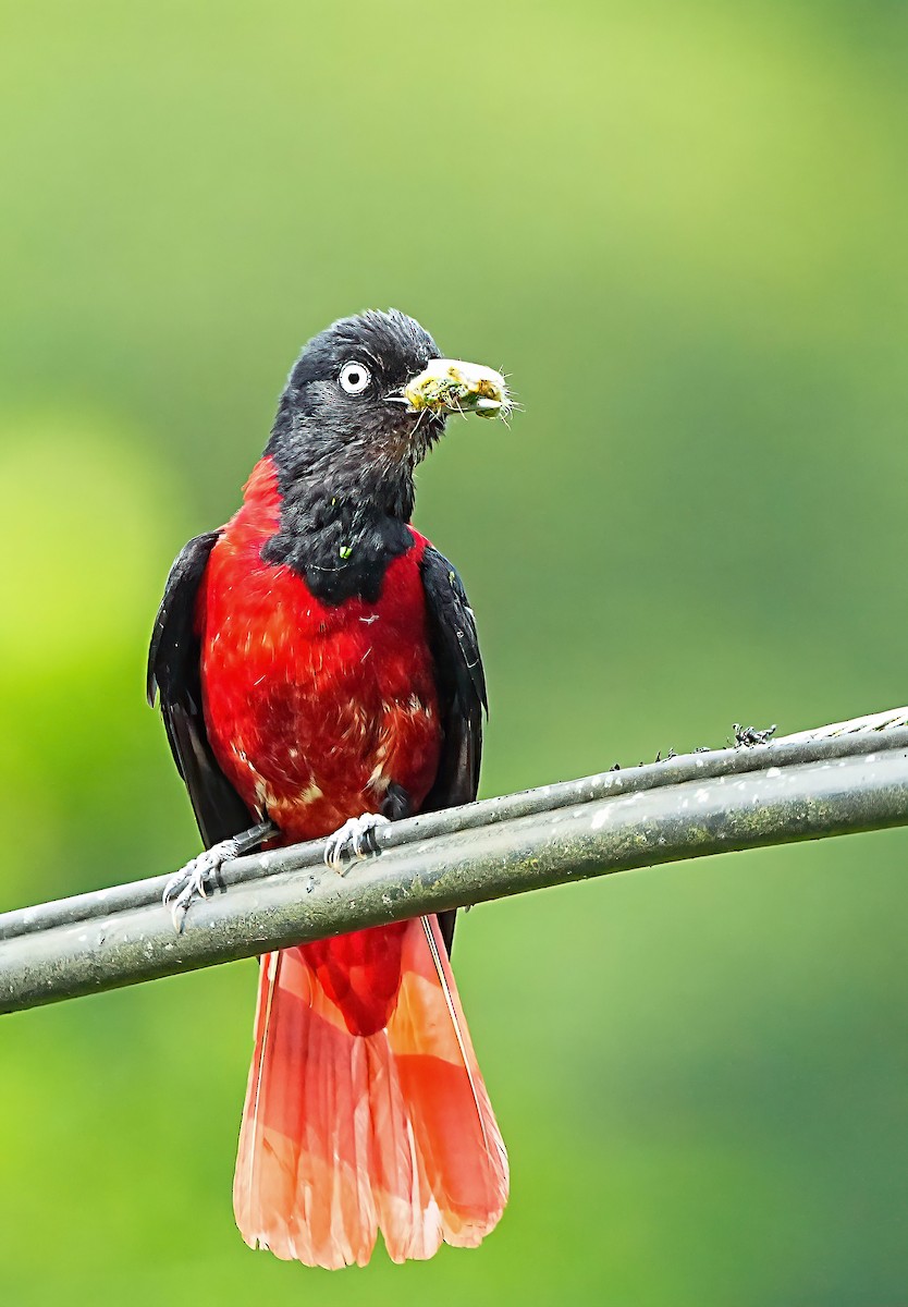 Maroon Oriole - ML620815636