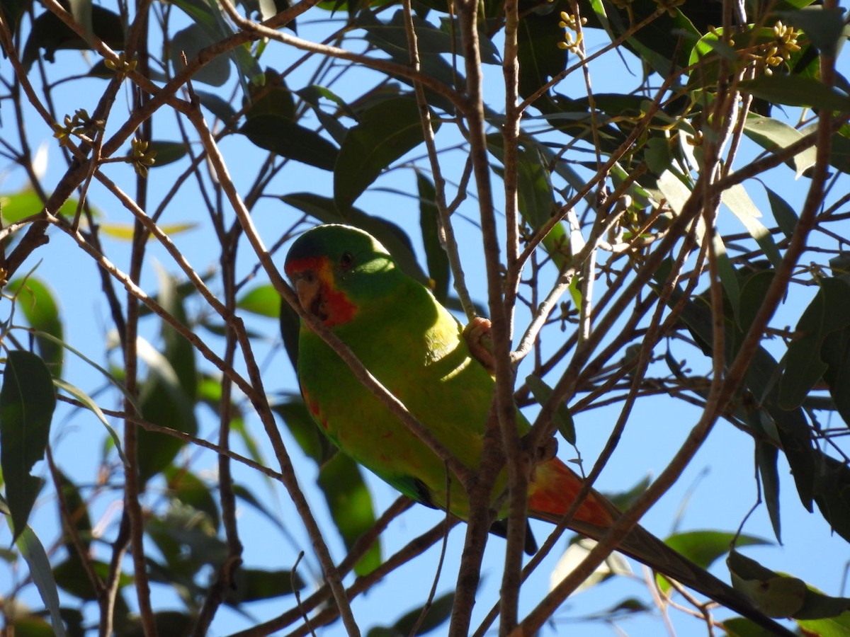 Swift Parrot - ML620815642